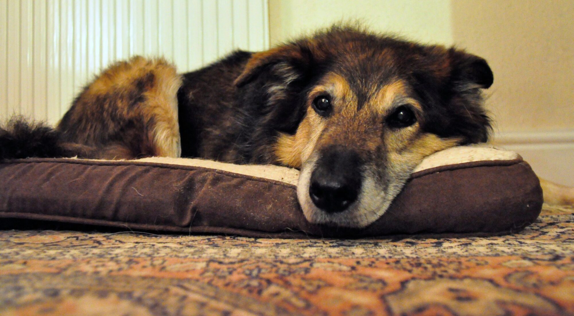 An older dog lying on his bed, looking quietly at the camera