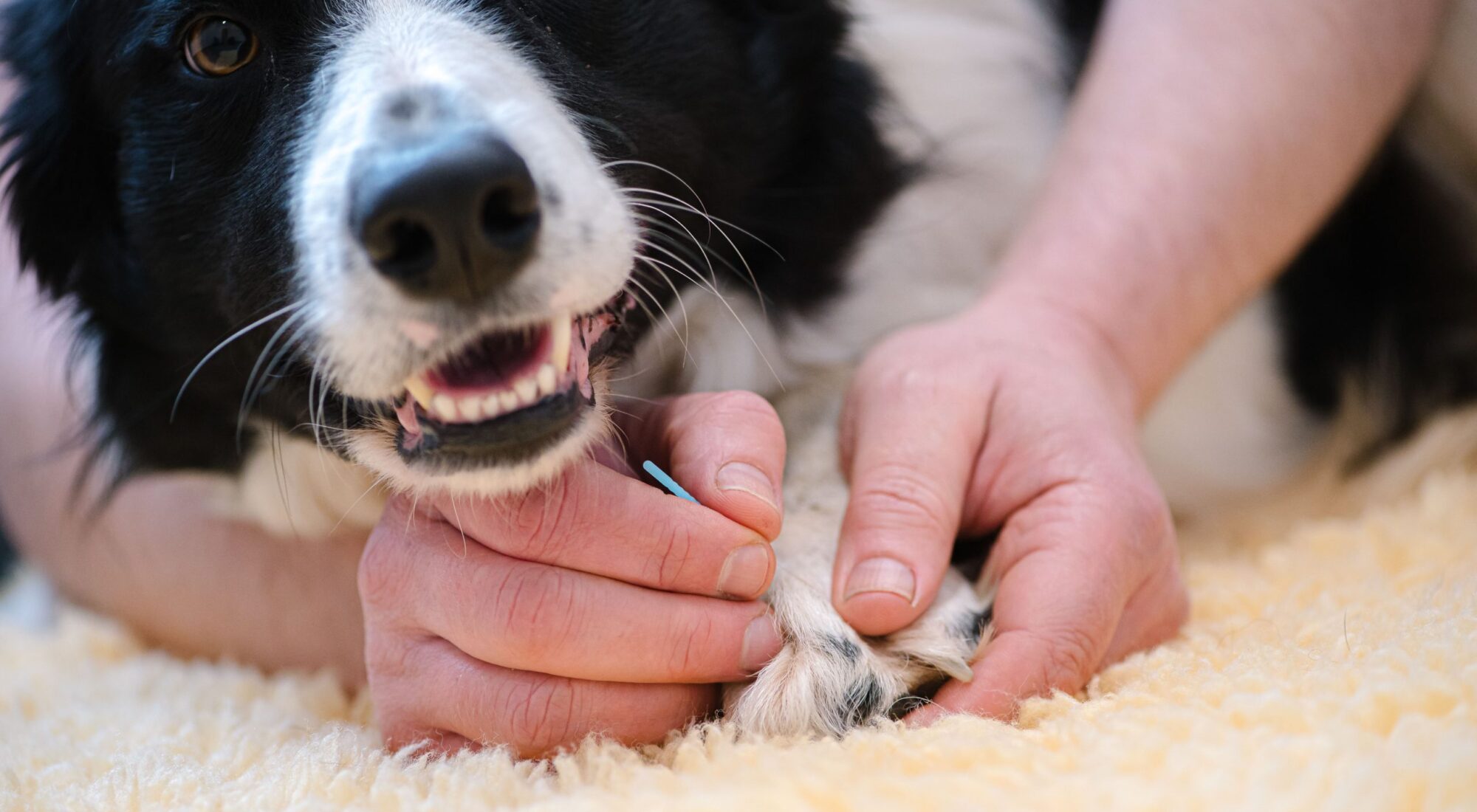 A dog being treated with acupuncture