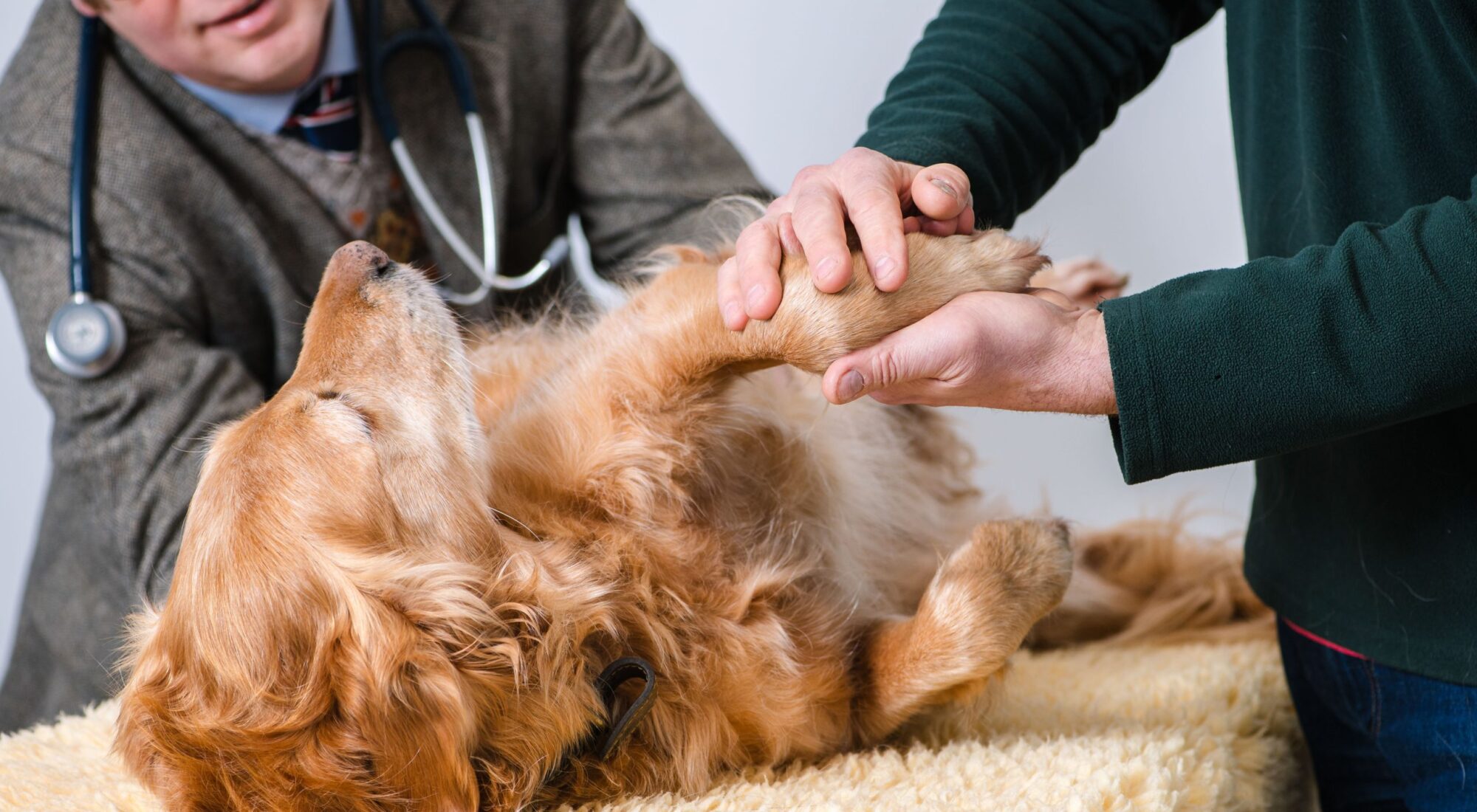 A golden retriever, being cared for by Dr James Hunt