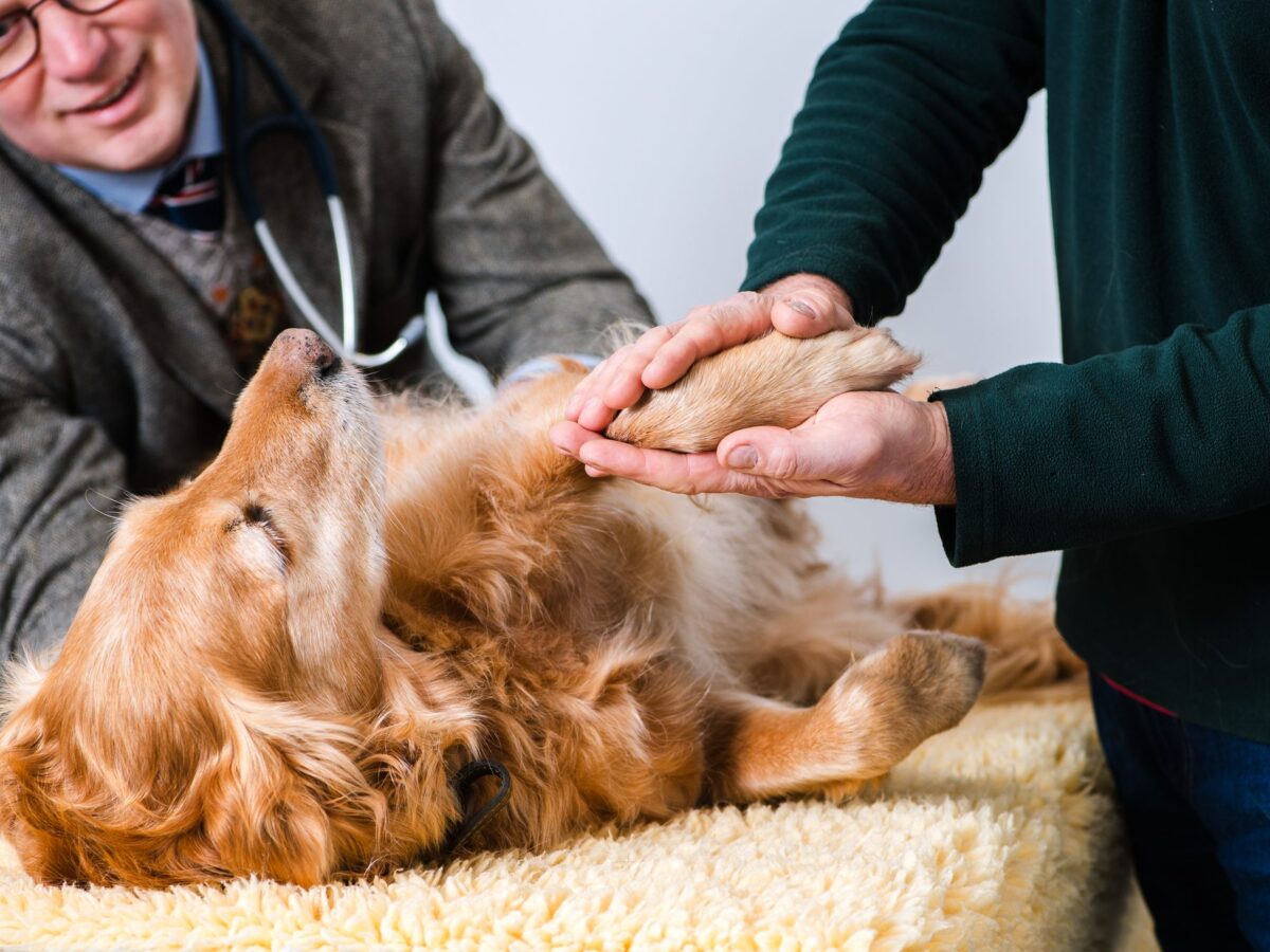 Dr James Hunt examining a golden retriever's paw while the owner holds it