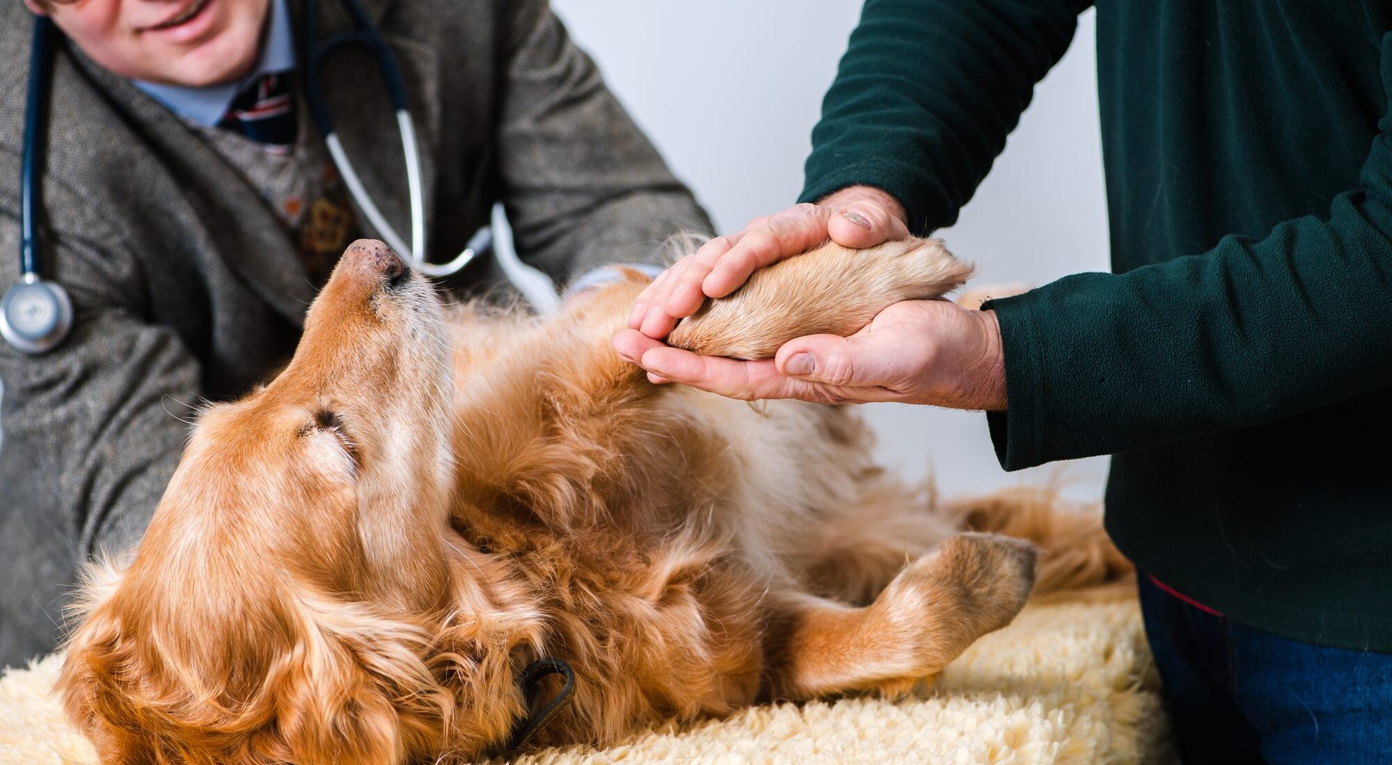 Dr James Hunt examining a golden retriever's paw while the owner holds it