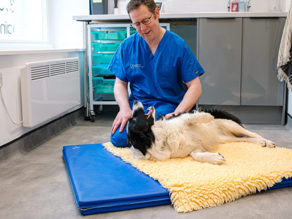 Dr James Hunt kneeling on the floor beside a border collie lying on a mat in the consulting room